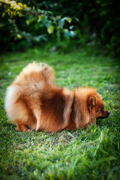 German Spitz, Dog breed Pomeranian — Stock Photo, Image