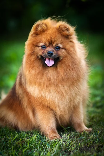 Tysk spets, hund rasen pomeranian — Stockfoto