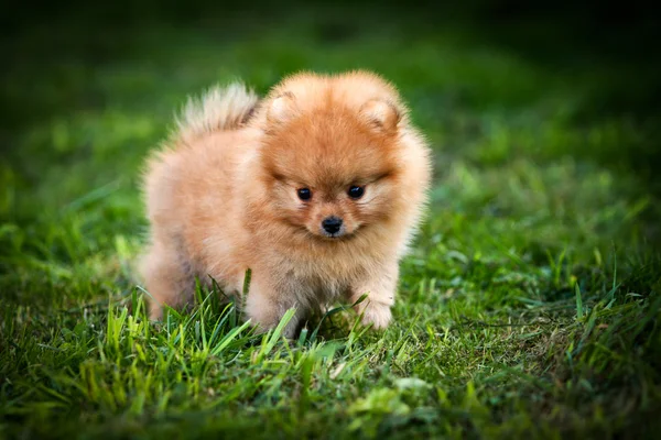 German Spitz, Dog breed Pomeranian — Stock Photo, Image