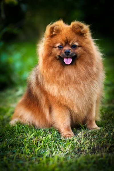 Tysk spets, hund rasen pomeranian — Stockfoto