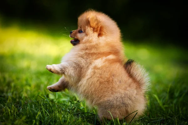Alman spitz, pomeranian köpek doğurmak — Stok fotoğraf