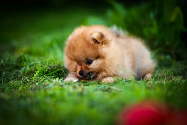 Alemão Spitz, raça cão Pomeranian — Fotografia de Stock