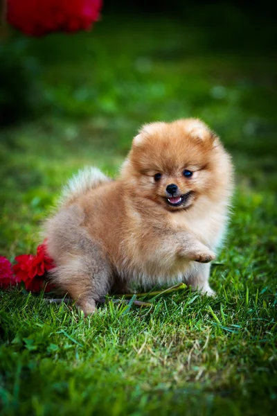 Spitz german, rasa de câini Pomeranian — Fotografie, imagine de stoc