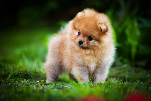 Alman spitz, pomeranian köpek doğurmak — Stok fotoğraf