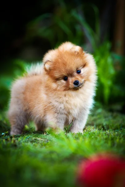 Alemão Spitz, raça cão Pomeranian — Fotografia de Stock