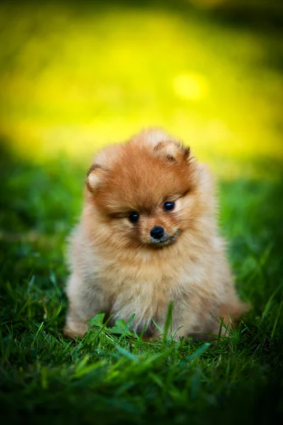 German Spitz, Dog breed Pomeranian — Stock Photo, Image