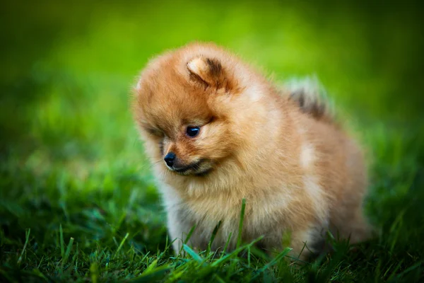 German Spitz, Dog breed Pomeranian — Stock Photo, Image