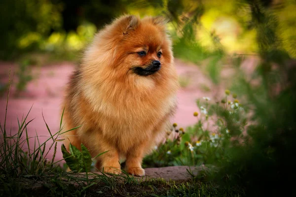 Alemão Spitz, raça cão Pomeranian — Fotografia de Stock