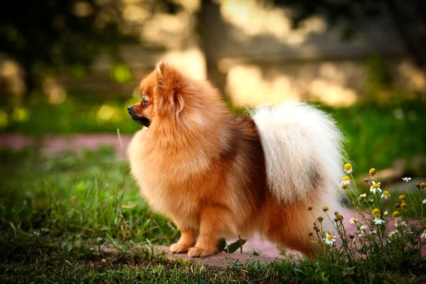 Německý špic, pes plemene pomeranian — Stock fotografie