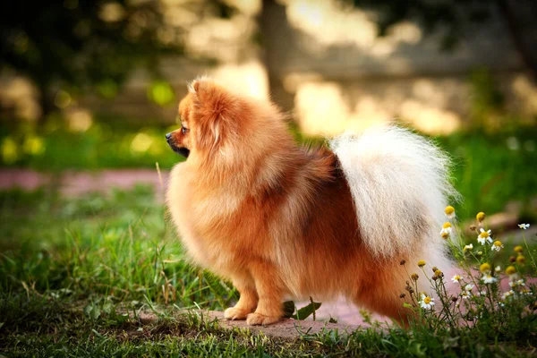 Duitse spitz, hond ras Pommeren — Stockfoto