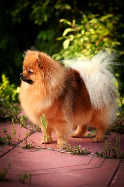 Tysk spets, hund rasen pomeranian — Stockfoto