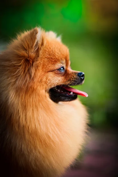 Duitse spitz, hond ras Pommeren — Stockfoto