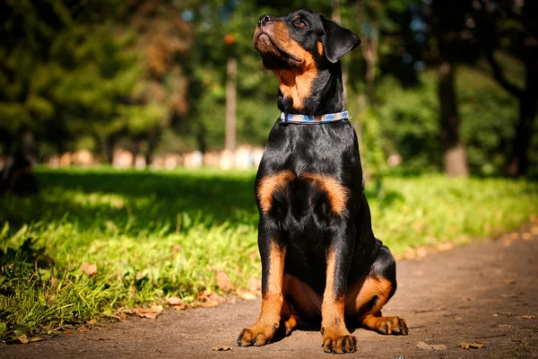 Rottweiler kutya tenyészt, a természet — Stock Fotó