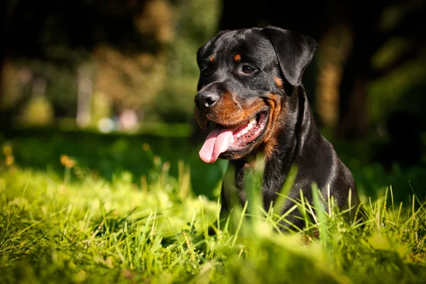 Rottweiler raza de perro en la naturaleza — Foto de Stock