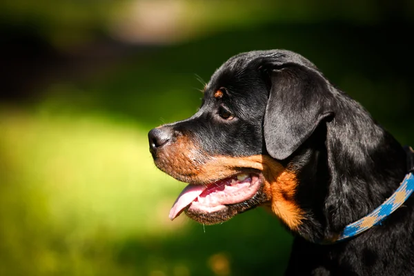 Rottweiler Hunderasse setzt auf die Natur — Stockfoto