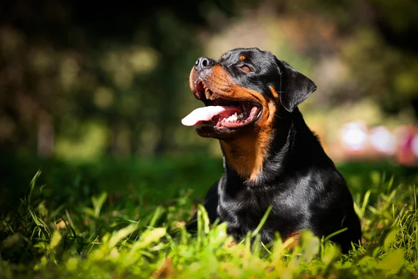 Rottweiler raza de perro en la naturaleza —  Fotos de Stock