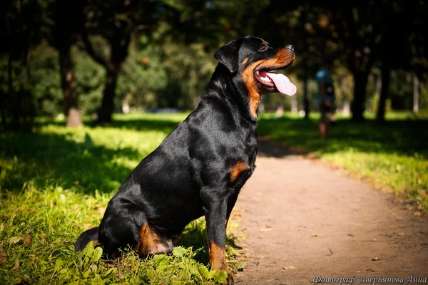 Rottweiler raza de perro en la naturaleza —  Fotos de Stock