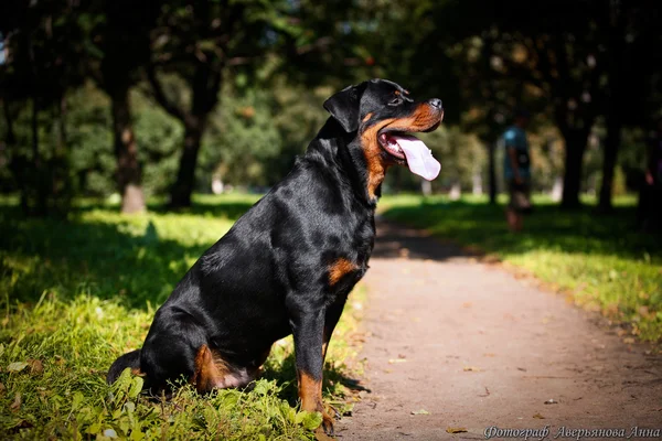 Rottweiler kutya tenyészt, a természet — Stock Fotó