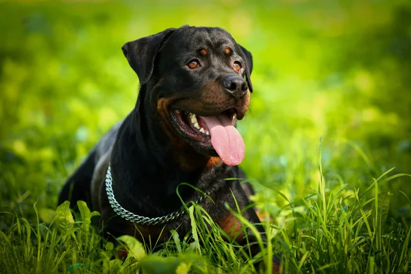 Rottweiler Hunderasse setzt auf die Natur — Stockfoto