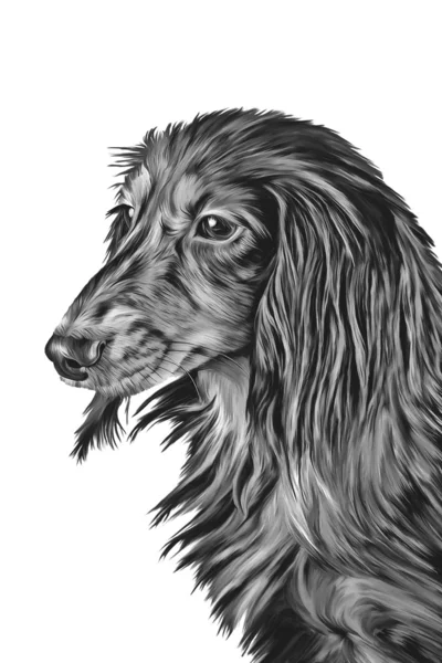 Рисование таксы породы собак — стоковое фото
