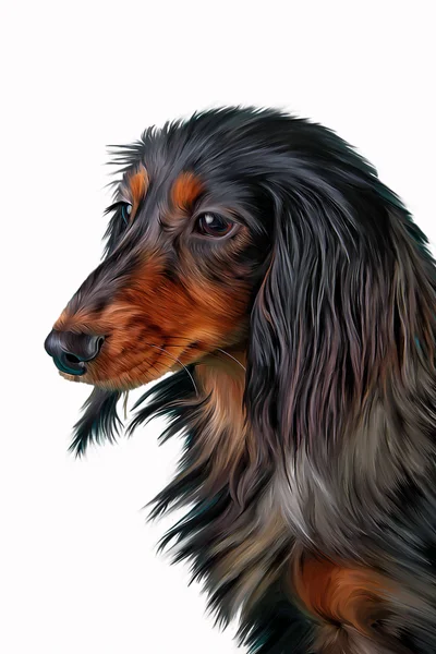 図面犬犬ダックスフント — ストック写真