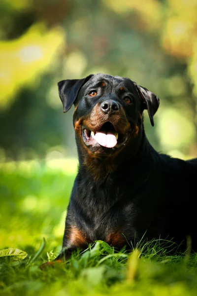 Rottweiler hund rasen på naturen — Stockfoto