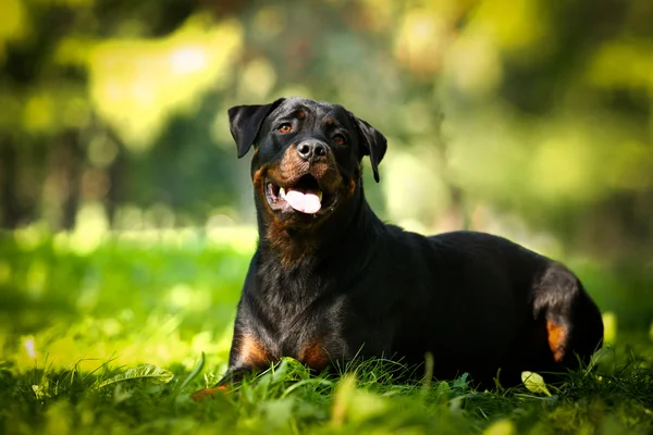 Rottweiler kutya tenyészt, a természet — Stock Fotó