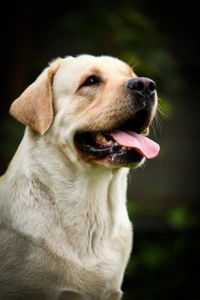 Σκύλος Labrador σχετικά με τη φύση — Φωτογραφία Αρχείου