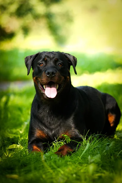 Rottweiler Hunderasse setzt auf die Natur — Stockfoto