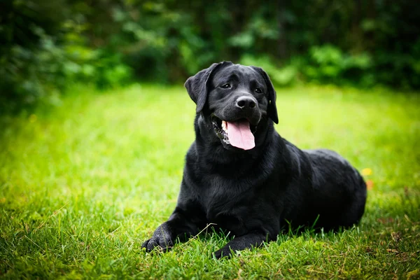 Labrador hond op de aard — Stockfoto