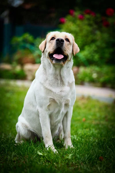 Labrador dog on the nature — Stock Photo, Image