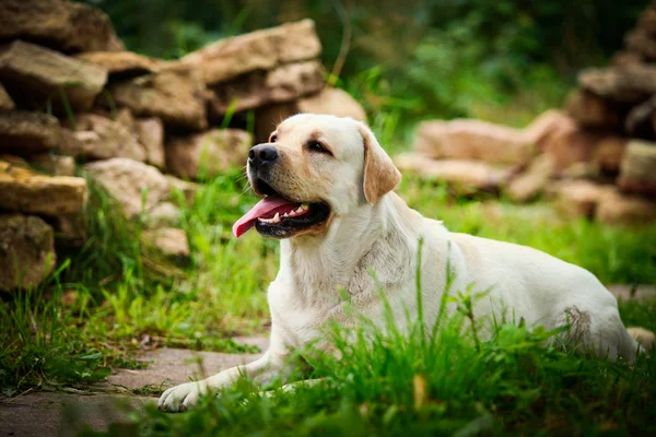 Labrador pes na povaze — Stock fotografie