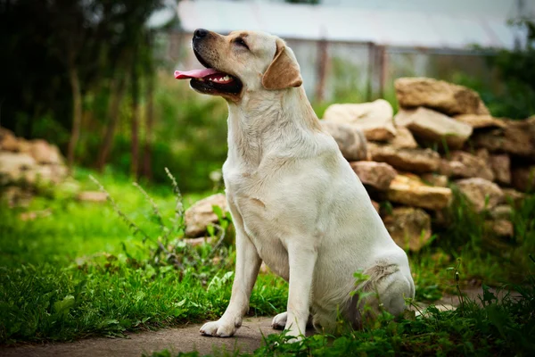 Labrador pes na povaze — Stock fotografie