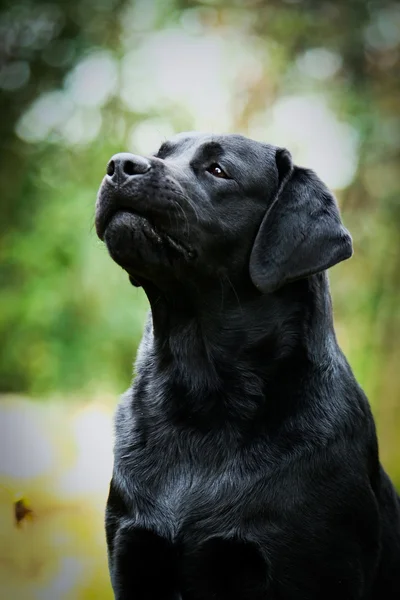 Labrador chien sur la nature — Photo