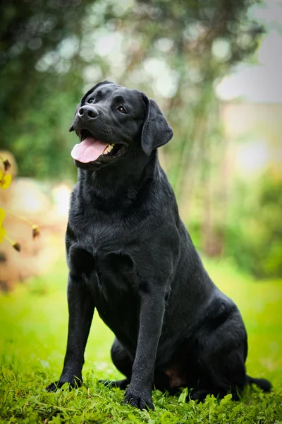 Labrador hund på natur — Stockfoto