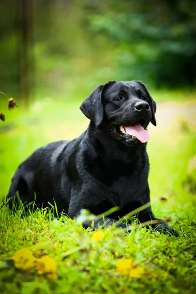 Лабрадорская собака на природе — стоковое фото