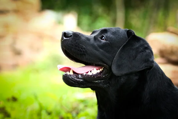 Labrador hond op de aard — Stockfoto