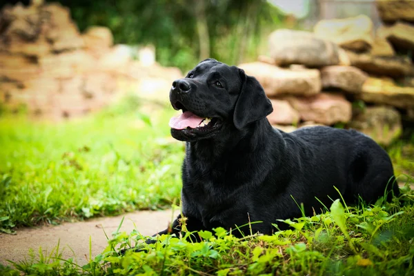 Labrador hund på natur — Stockfoto