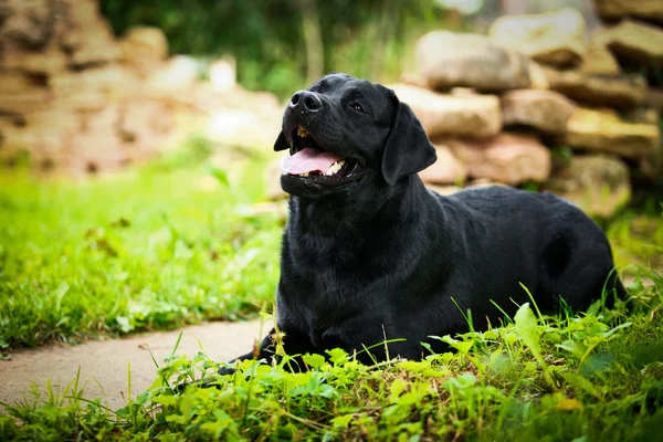 Labrador pes na povaze — Stock fotografie