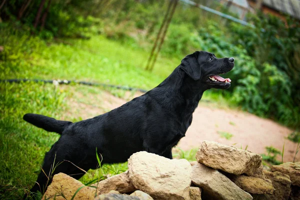 Labrador cão na natureza — Fotografia de Stock