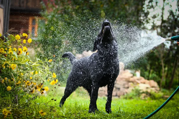 Labrador köpek niteliğine