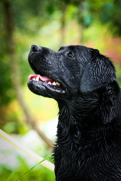 Labrador cane sulla natura — Foto Stock