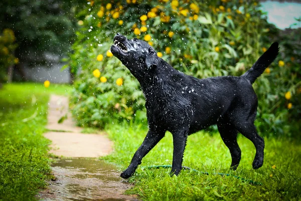 Лабрадорская собака на природе — стоковое фото