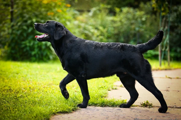 Labrador pes na povaze — Stock fotografie