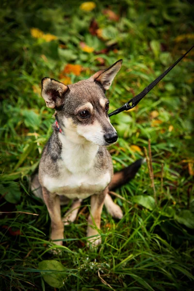 Porträt kleiner Mischlingshund — Stockfoto