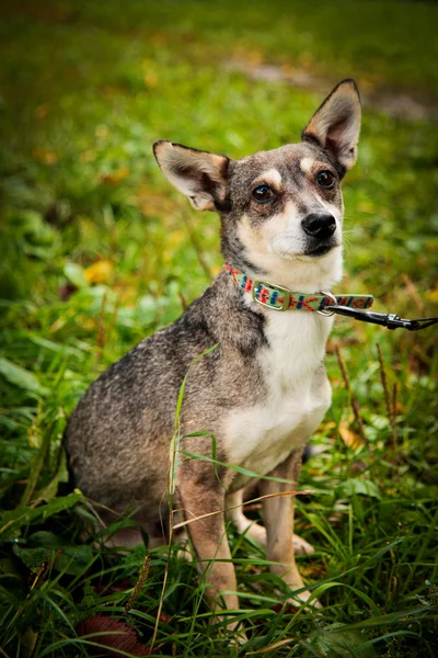 Retrato pequeno cão de raça mista — Fotografia de Stock