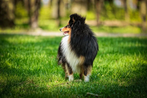 Sheltie Collie perro Fotos de stock libres de derechos