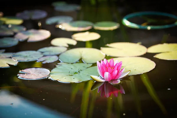 Water lily in a pond Stock Photo