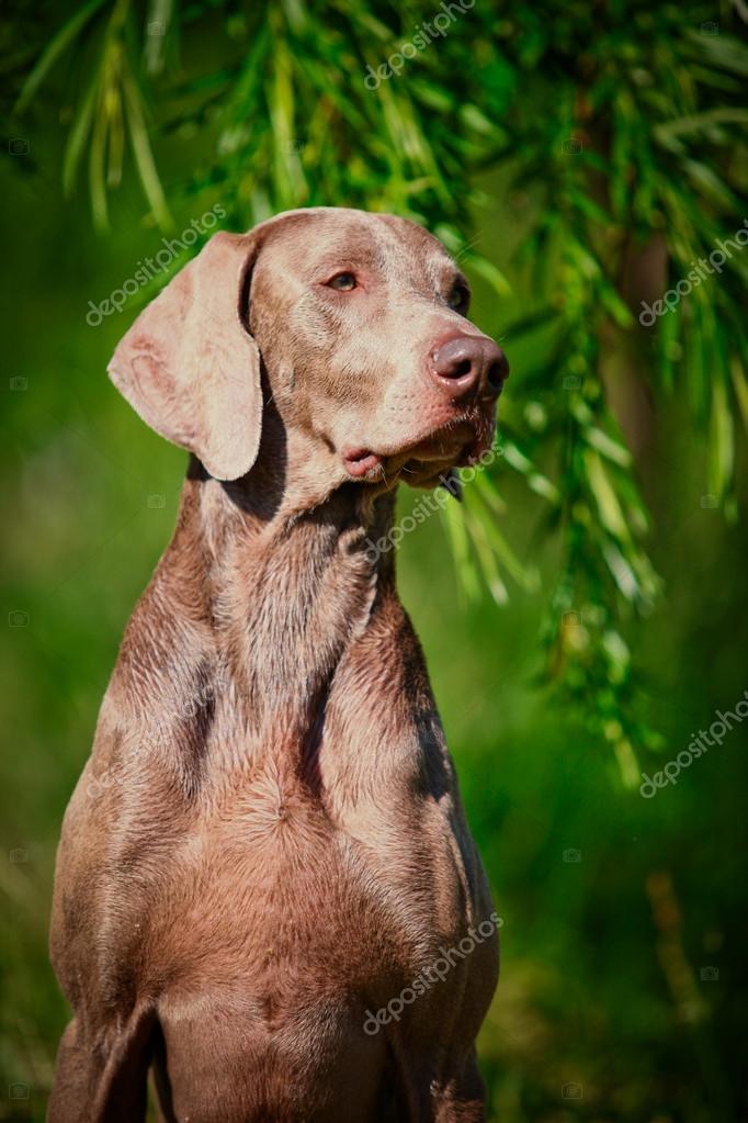 Chien Braque De Weimar Sur Nature Photographie Averyanova