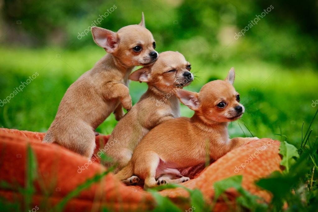 Chihuahua Dog On The Nature Of Puppies Stock Photo By 43 OFF